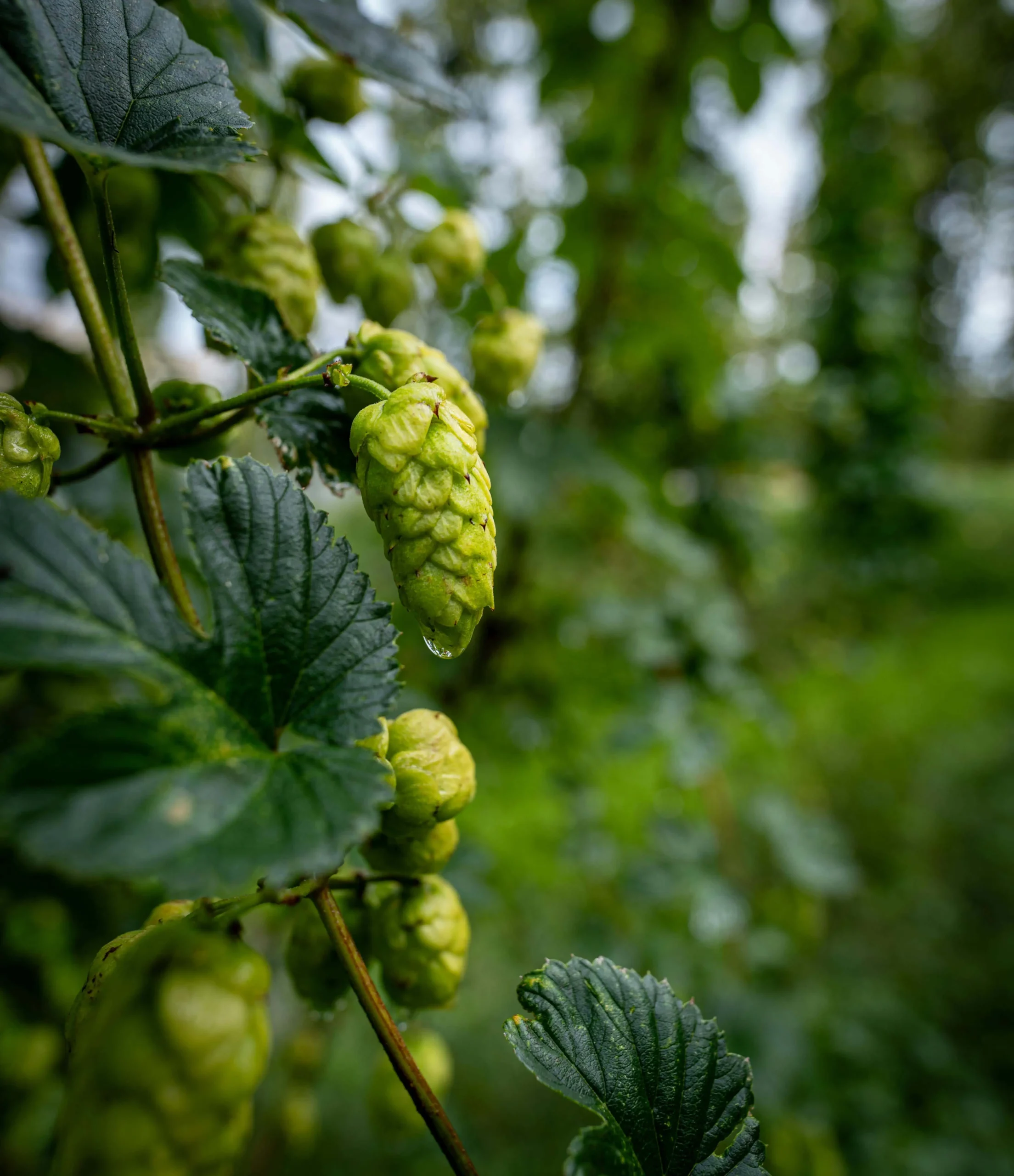 foto de la flor de lúpulo, para fabricar india pale ale IPA